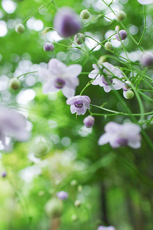 岳人の森　植物園ペアチケット（大人二名様分）